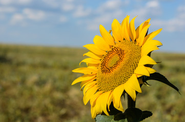Fototapeta premium lonely sunflower