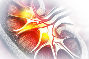 Human kidney cross section on scientific background