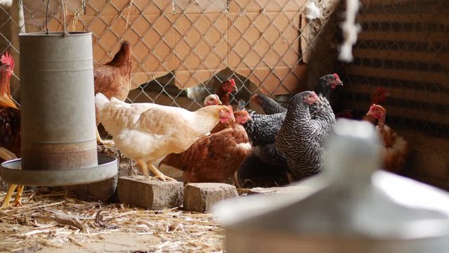 farm chicken cock