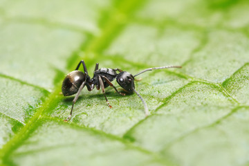Spiny ant (Polyrhachis halidayi) on green leaf background (taken from Thailand, Southeast Asia)