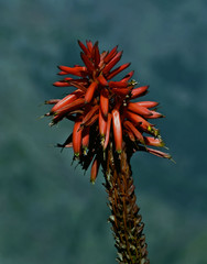Naklejka na ściany i meble Aloe Vera Blüte - zylindrisch spitz zulaufende Trauben