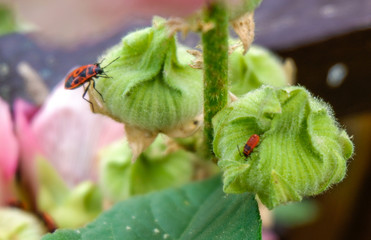 Feuerkäfer an Stockrosen im Garten
