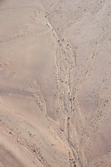Desert plants