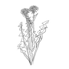 Dandelion flower vector drawing set. Isolated wild plant and flying seeds. Herbal engraved style illustration. Detailed botanical sketch