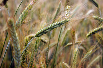 Field of gold barley