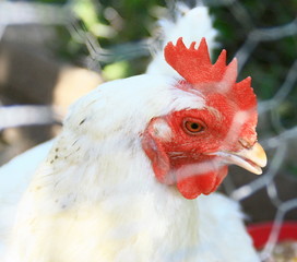 tête de poule blanche,en gros plan,derrière le grillage