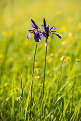 flowering iris