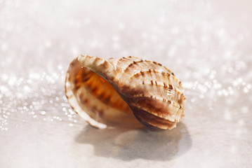 sea shell on black sand under rain droplets .