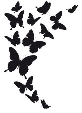 black butterfly, isolated on a white