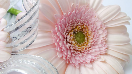 Fototapeta premium Gerbera flower