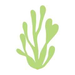 algae isolated hand drawing. marine plant