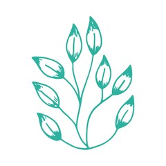 algae isolated hand drawing. on white background sea plant.