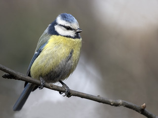 Blue tit