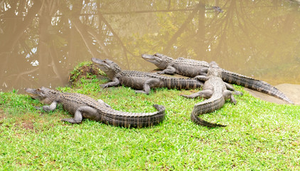 Crocodiles Waiting Their Prey