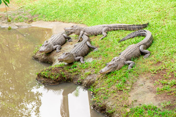 Crocodiles Waiting Their Prey