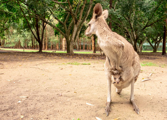 Kangaroo with Her Baby