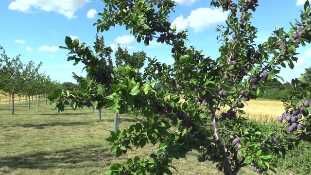 Plum Prunus domestica, variety Jojo, tree orchard homegrown, fruits ripen, blue sky with clouds and wind in branches and leaves garden, beautiful landscape Hana, fruits are for traditional slivovitz