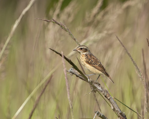Whinchat (Saxicola rubetra) in natural habitat
