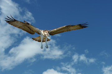 Osprey (Pandion haliaetus) flying in the blue sky