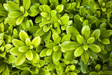 Top view of green leaves of Pittosporum tobira. Nature background