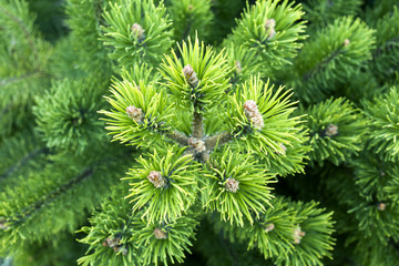Green pine (pinus Mugo) branches as a textured background