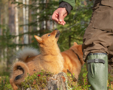 Finnish Spitz Pants Finnish Spitz Pants