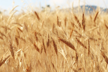 Field of wheat