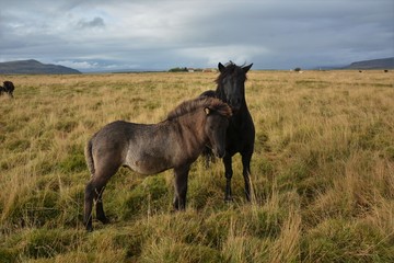 Naklejka na ściany i meble Icelandic Horses on Route 1