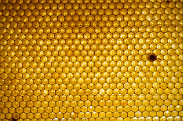 Honey comb. fragment of honeycomb, Abstract background.