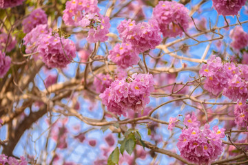 Tabebuia rosea is a Pink Flower neotropical tree