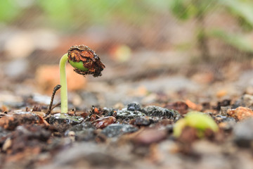 Small green plant in soil.