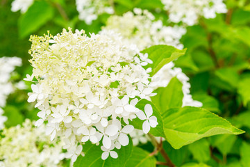 Blooming hydrangea. Small white flowers and green leaves on the Bush. Decorative garden plant.
