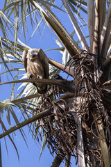 White-backed vulture Gyps africanus, palm tree in Makgadikgadi National Park, Botswana