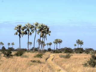 Fototapeta na wymiar Palms in Makgadikgadi National Park, Botswana
