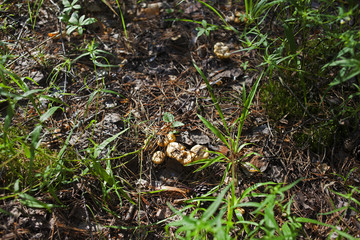 Cantharellus cibarius, commonly known as the chanterelle, golden chanterelle or girolle