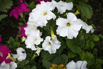 City flowers Petunia close-up, focus with shallow depth of field