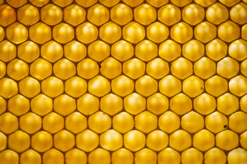 Honey comb. fragment of honeycomb, Abstract background.