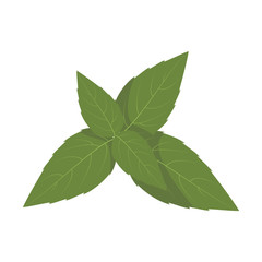 Vector basil illustration isolated in cartoon style. Herbs and Species Series