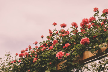 Climbing pink roses in summer garden, toned image