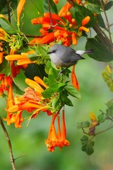 Grey hummingbird from Mauritius in Orange creeper