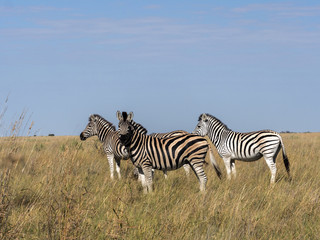 Obraz na płótnie Canvas Damara zebra herd, Equus burchelli antiquorum, in tall grass in Makgadikgadi National Park, Botswana