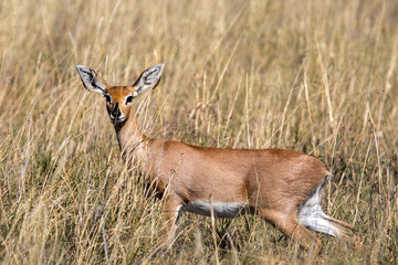 Steenbok, Raphicerus campestris, in tall grass in Makgadikgadi National Park, Botswana