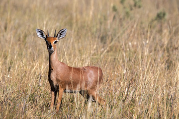Steenbok, Raphicerus campestris, in tall grass in Makgadikgadi National Park, Botswana