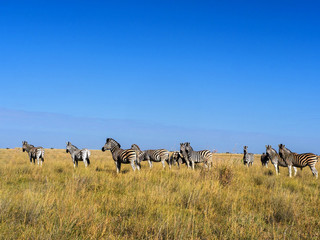 Obraz premium Damara zebra herd, Equus burchelli antiquorum, in tall grass in Makgadikgadi National Park, Botswana