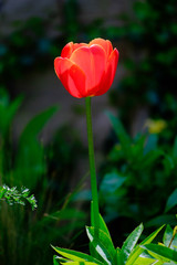 red tulip
