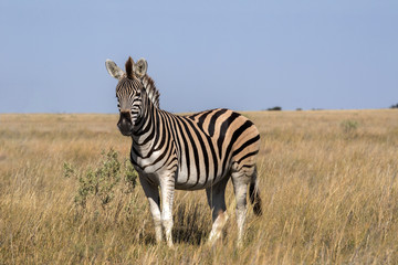 Fototapeta na wymiar Stallion Damara zebra, Equus burchelli antiquorum, in high grass in Makgadikgadi National Park, Botswana