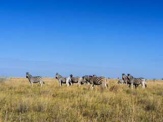 Fototapeta na wymiar Damara zebra herd, Equus burchelli antiquorum, in tall grass in Makgadikgadi National Park, Botswana