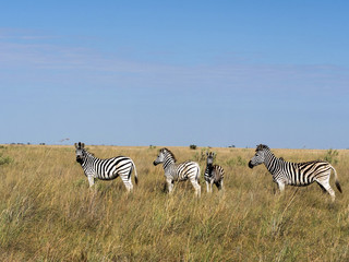 Obraz premium Damara zebra herd, Equus burchelli antiquorum, in tall grass in Makgadikgadi National Park, Botswana