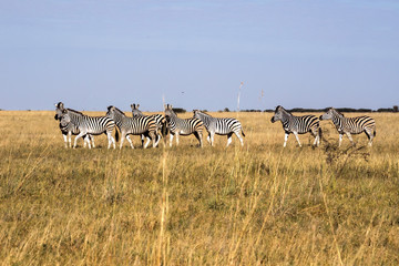 Damara zebra herd, Equus burchelli antiquorum, in tall grass in Makgadikgadi National Park, Botswana