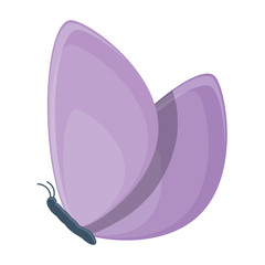 beautiful butterfly icon